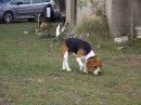 vende beagle tricolor