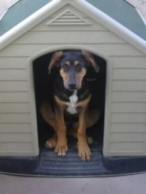 -  x PASTOR ALEMAN - ADOPTA