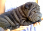 busco macho shar pei - mejor precio | unprecio.es