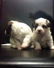 Cachorritos peluches bichon habaneros - mejor precio | unprecio.es