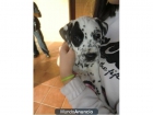 cachorros Dalmata para adopcion - mejor precio | unprecio.es