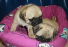 Cachorros de Carlino, los vendo a buen precio - mejor precio | unprecio.es