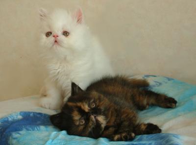 Macho y Hembra exóticas gatos de pelo corto (12 semanas)