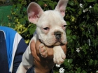 Tienda de animales en valencia bulldog ingles - mejor precio | unprecio.es