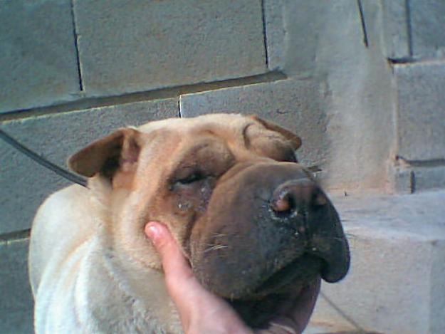 vendo hembra adulta de shar pei super economica