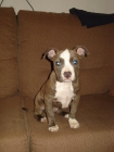 American Bully - mejor precio | unprecio.es