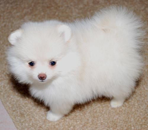 buena cachorros pomeranian futuro.