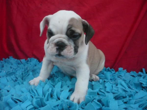 BULL DOG INGLES sera uno de tus mejores amigos