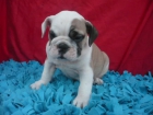 BULL DOG INGLES sera uno de tus mejores amigos - mejor precio | unprecio.es