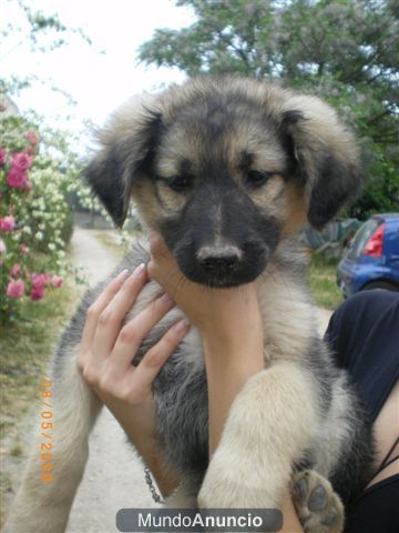 Cachorritos cruce de mastín en adopcion