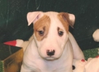 Cachorro de Bullterrier Excelente que busca una casa buena - mejor precio | unprecio.es