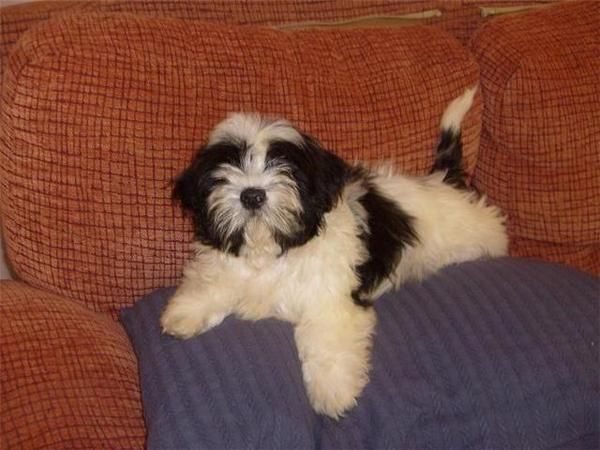 Camada de Shih Tzu muy bonitos