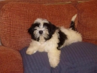 Camada de Shih Tzu muy bonitos - mejor precio | unprecio.es
