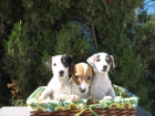 Preciosos Jack Russell 390€ - mejor precio | unprecio.es