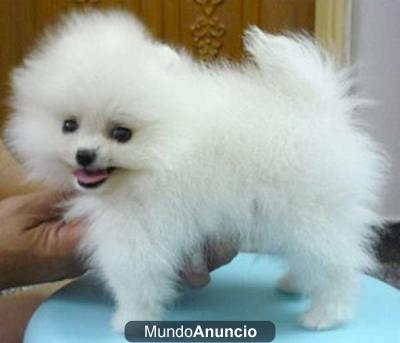 regalo Cachorros disponibles pomeranian