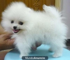 regalo Cachorros disponibles pomeranian - mejor precio | unprecio.es