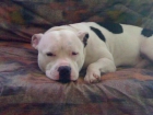 STAFFORDSHIRE BULL TERRIER BUSCA NOVIA EN ALMERIA - mejor precio | unprecio.es