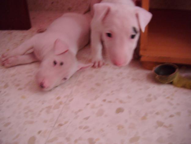 Cariñosos cachorros bull terrier