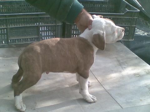 american stafford 120 euros