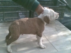 american stafford 120 euros - mejor precio | unprecio.es