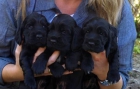BICHON MALTES, BOXER, COCKER, DALMATA, YORKSHIRE TERRIER, LABRADOR, PINCHE, SHARPEI, BULLDOG FRANCES, CARLINO, BODEGUERO - mejor precio | unprecio.es