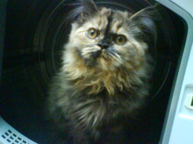 busco gato angora turco para cruzar con gata de misma raza en granada