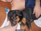 CACHORRO DOBERMAN 150€ - mejor precio | unprecio.es