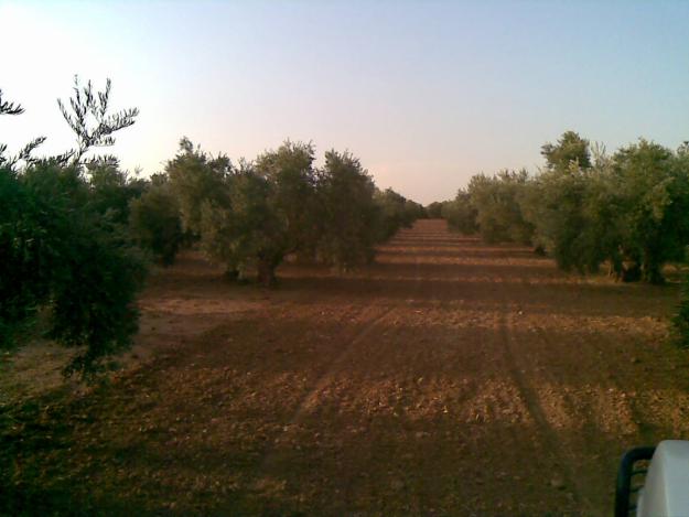 FINCA CERCANA A ESTACION DEL AVE DE PUENTE GENIL