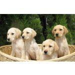 preciosos cachorros 300€