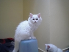 Se venden: GATITO Y GATITA PERSA EUROPEO - mejor precio | unprecio.es