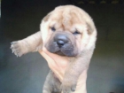 shar peis - mejor precio | unprecio.es