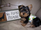 Yorkshires mini pedigree loe. 150 - mejor precio | unprecio.es