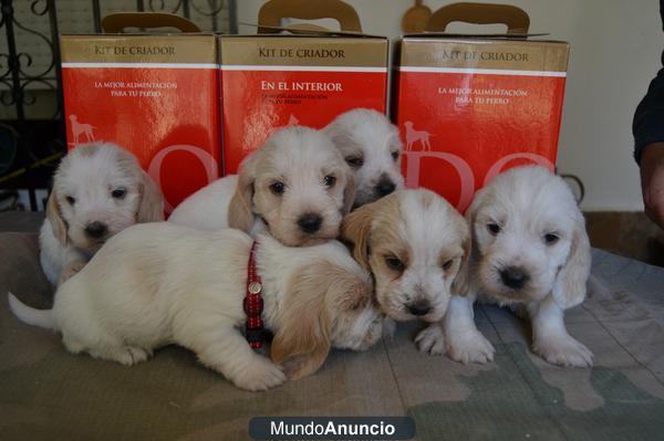 Camada de Petit Basset Grifón Vendeano