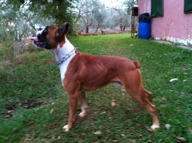 Boxer para monta