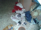 cachorritos 2 meses de bulldog frances - mejor precio | unprecio.es