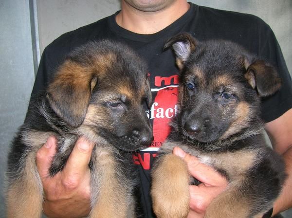 Cachorros de Pastor aleman con pedigree de la RSCE
