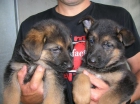 Cachorros de Pastor aleman con pedigree de la RSCE - mejor precio | unprecio.es