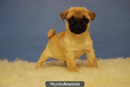 Disponible camada de Carlino Pug, primera calidad