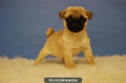 Disponible camada de Carlino Pug, primera calidad - mejor precio | unprecio.es