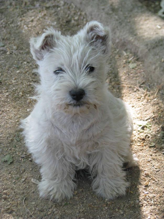 Excelentes cachorros de westies