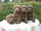 Labradores Chocolate Cachorros - mejor precio | unprecio.es