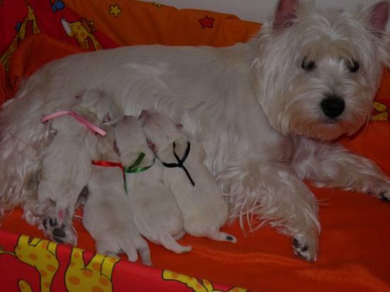 Regalo westy con pedigree preciosa camada‏