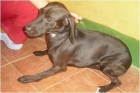 SHILA (NEGRITA CRUCE LABRADOR Y TECKEL) EN ADOPCION - mejor precio | unprecio.es