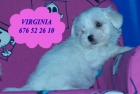 Tu Bichon maltes a un precio sin igual - mejor precio | unprecio.es