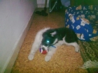 vendo border collie - mejor precio | unprecio.es