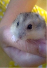 VENDO HAMSTERS RUSOS DE UN MES Y MEDIO - mejor precio | unprecio.es