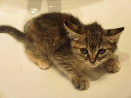 Siena, maravillosa bebé gato, ha perdido a su familia.  Le das tú una?