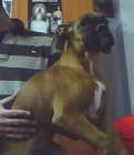 CACHORROS DE BOXER 600 - mejor precio | unprecio.es