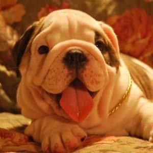 CAMADA BULLDOG INGLES 220 E