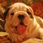 CAMADA BULLDOG INGLES 220 E - mejor precio | unprecio.es